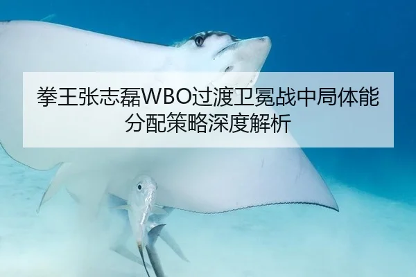 拳王张志磊WBO过渡卫冕战中局体能分配策略深度解析